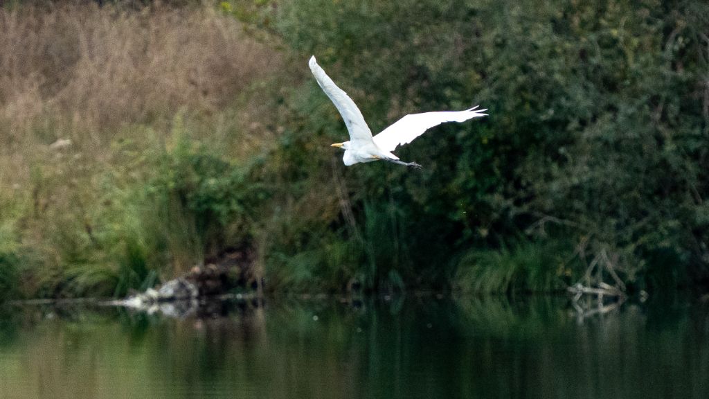 Grande Aigrette en vol au-dessus du plan d'eau