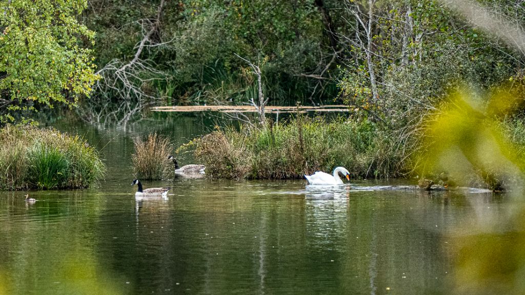 Cohabitation sur l'étang : cygne, bernaches et grèbe