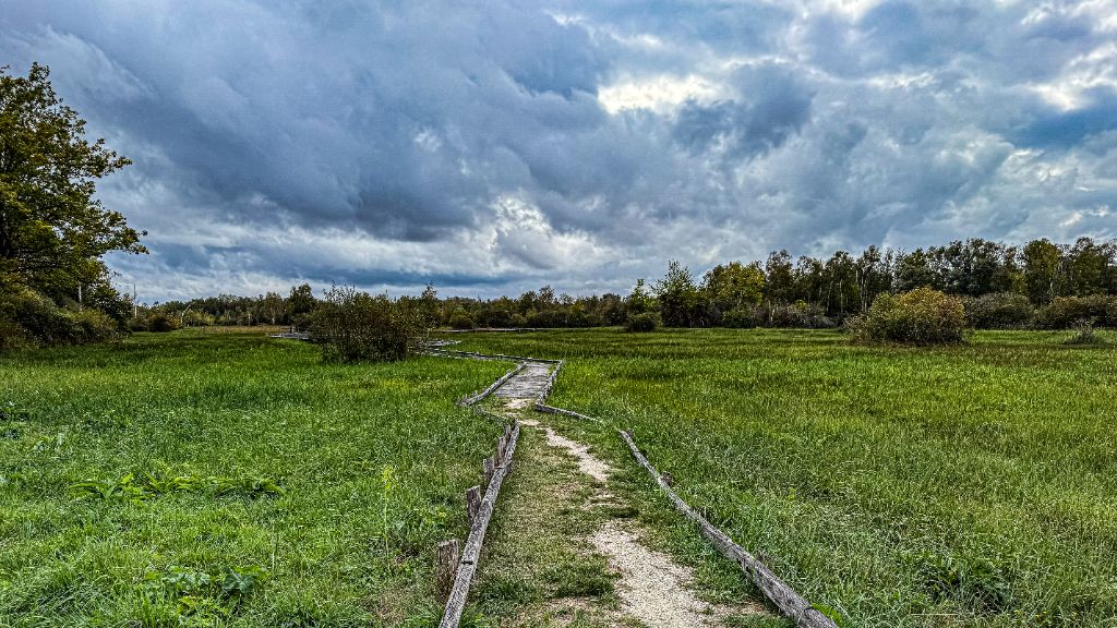 Sentier sur pilotis à travers la prairie humide