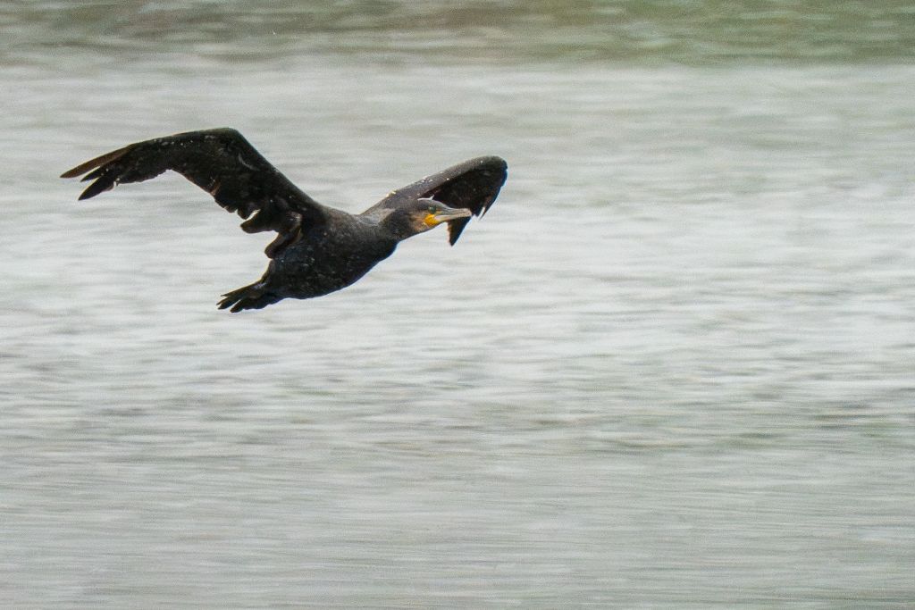 Grand Cormoran