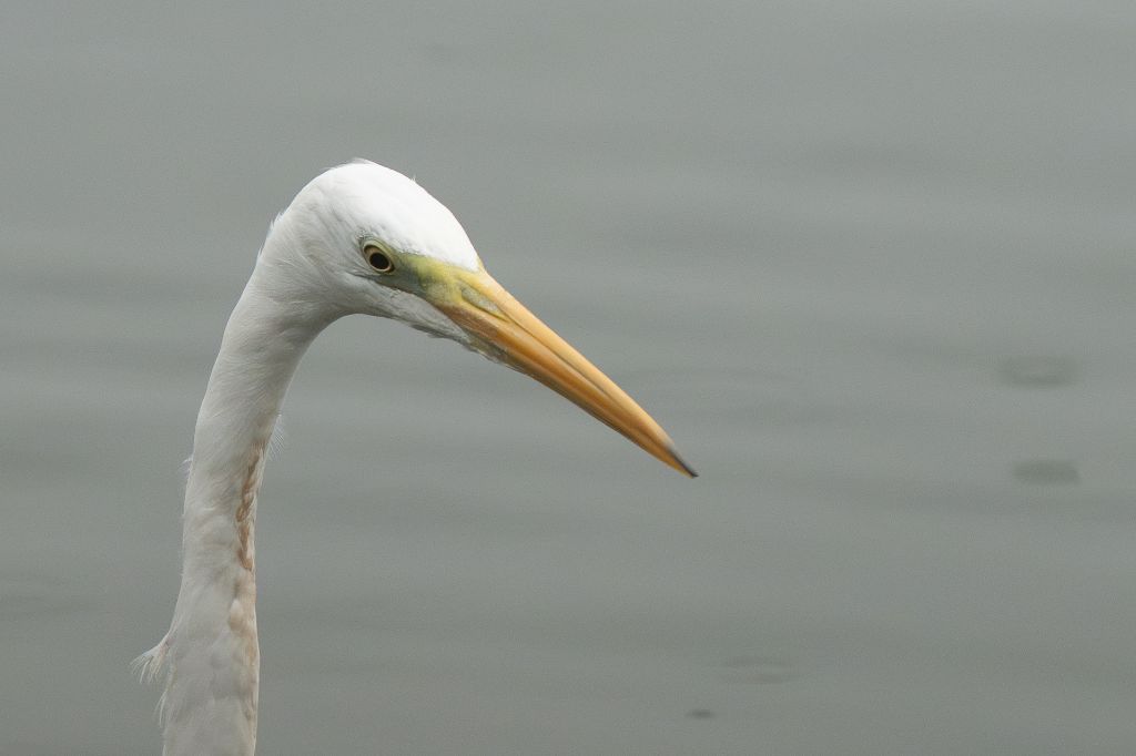 Portrait de Grande Aigrette