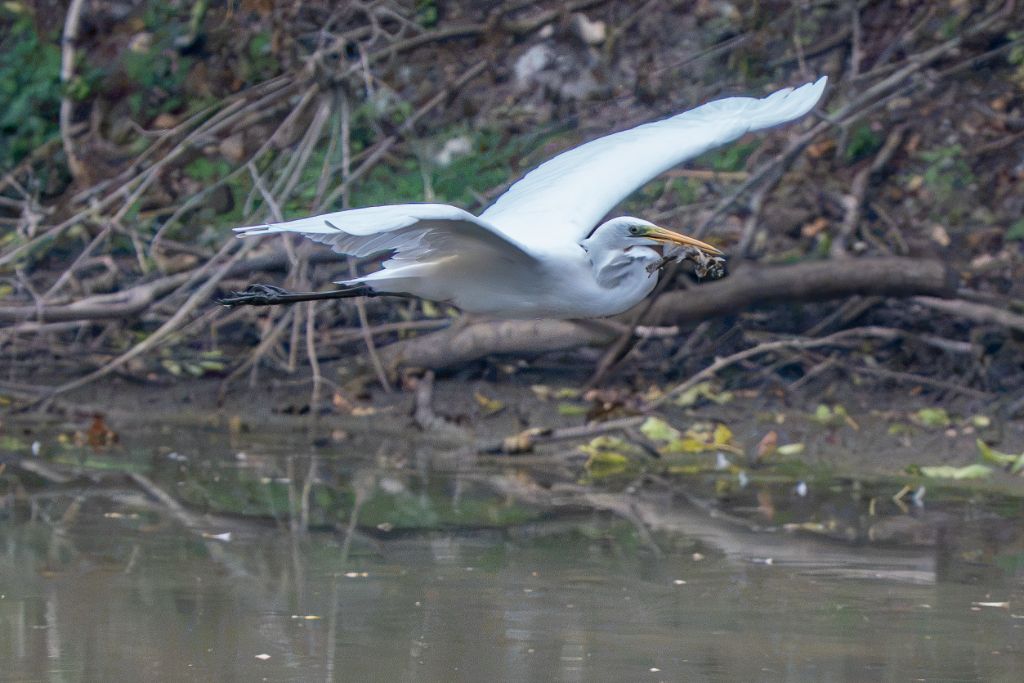 Grande Aigrette capturant sa proie