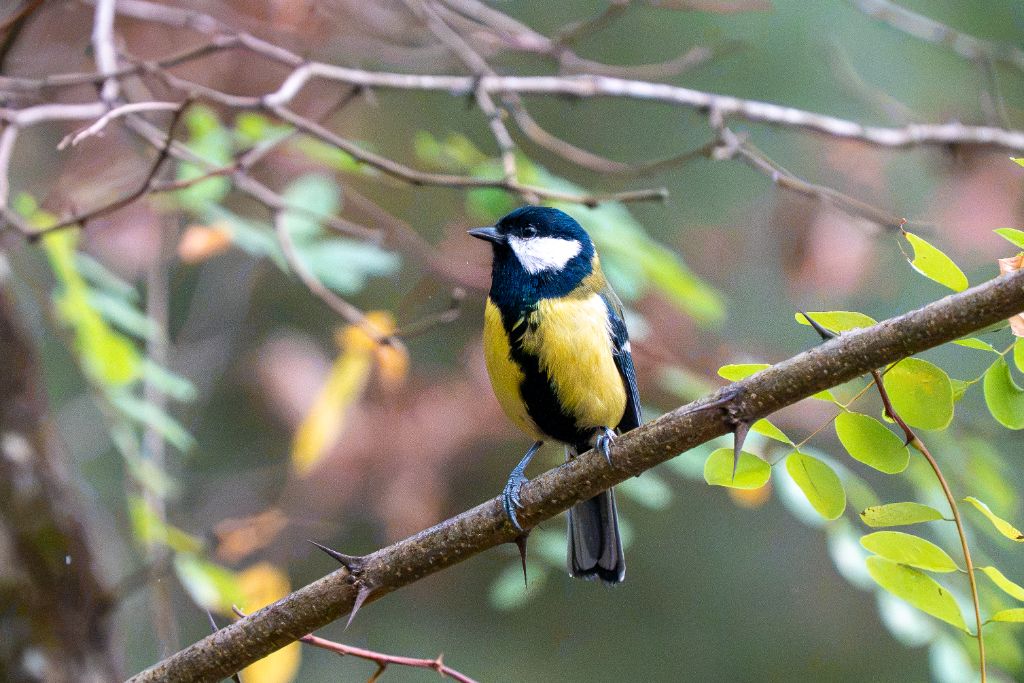 Mésange charbonniÚre