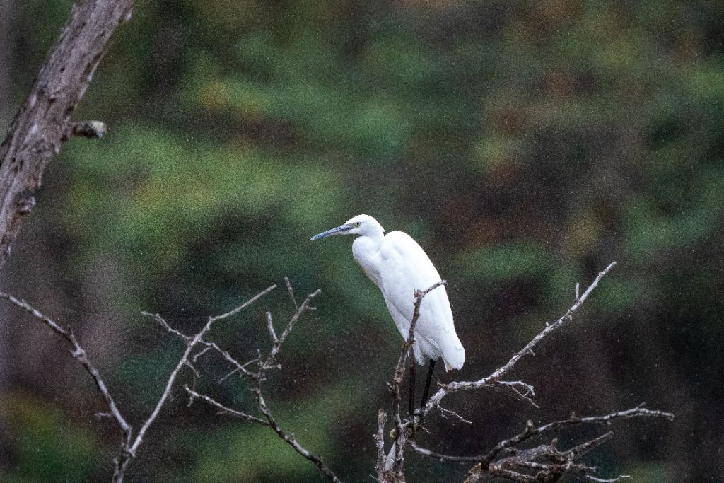 Aigrette garzette au bord de l'eau