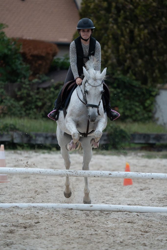 Suspension aérienne sur poney gris truité