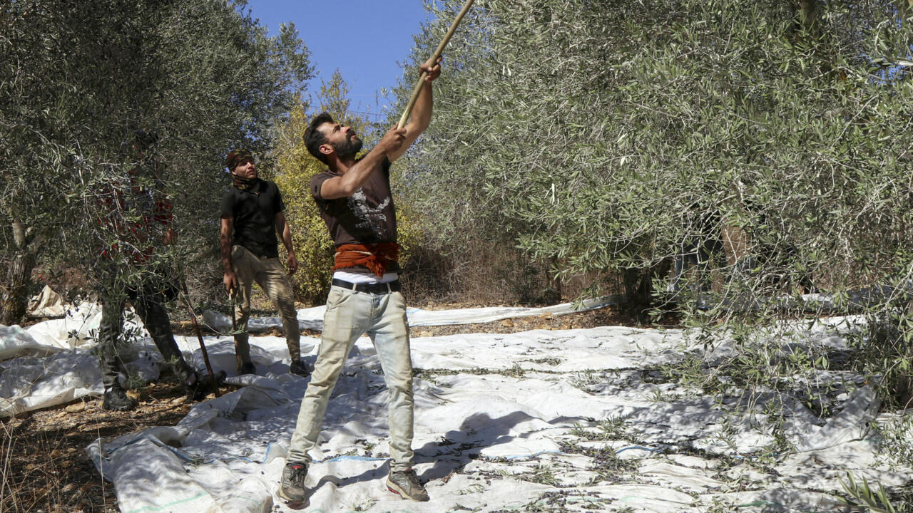 36 Warga Palestina, Termasuk Jurnalis, Terluka Diserang Pemukim Israel di Tepi Barat