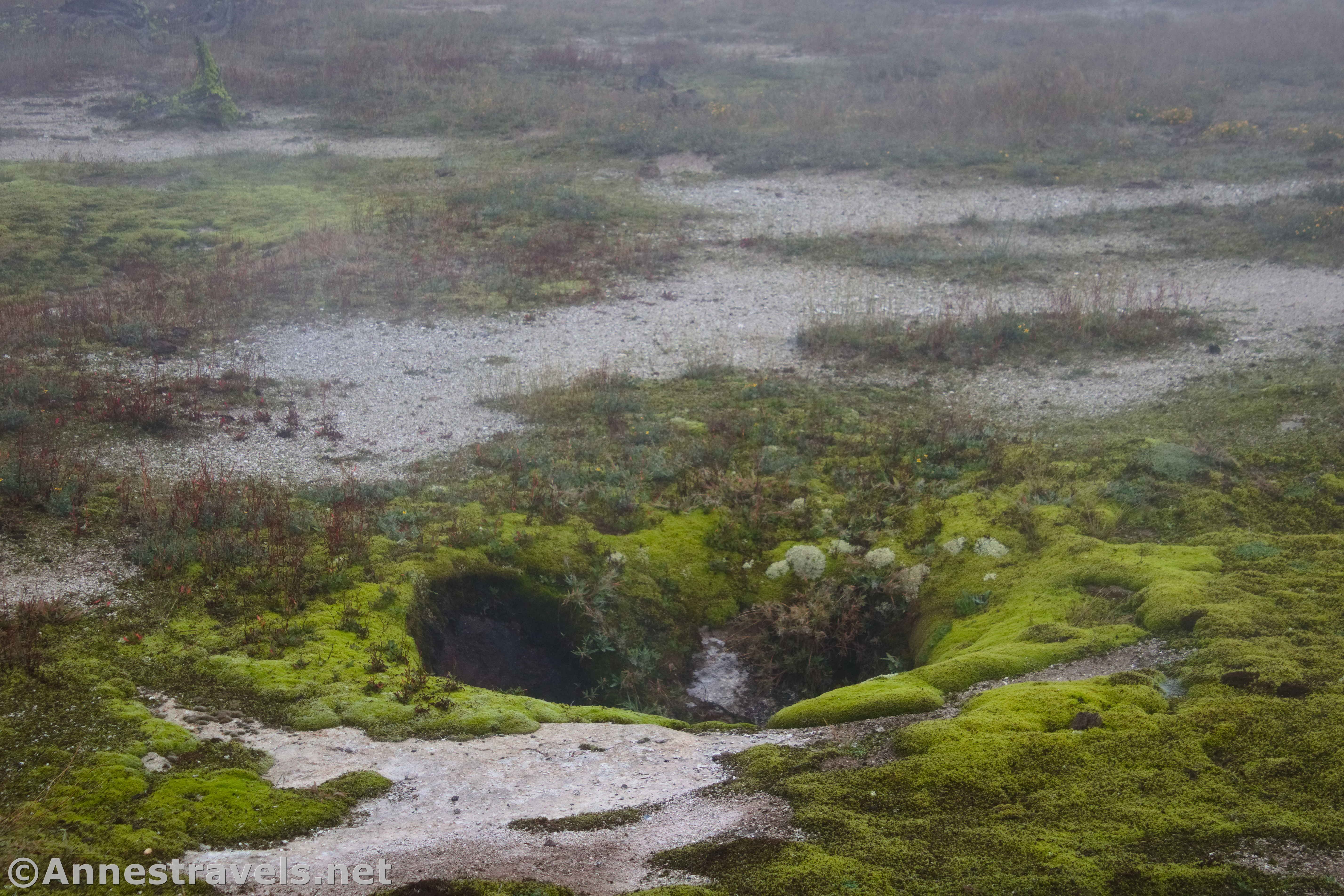 Mossy ground around a geyser in Biscuit Basin, Yellowstone National Park, Wyoming