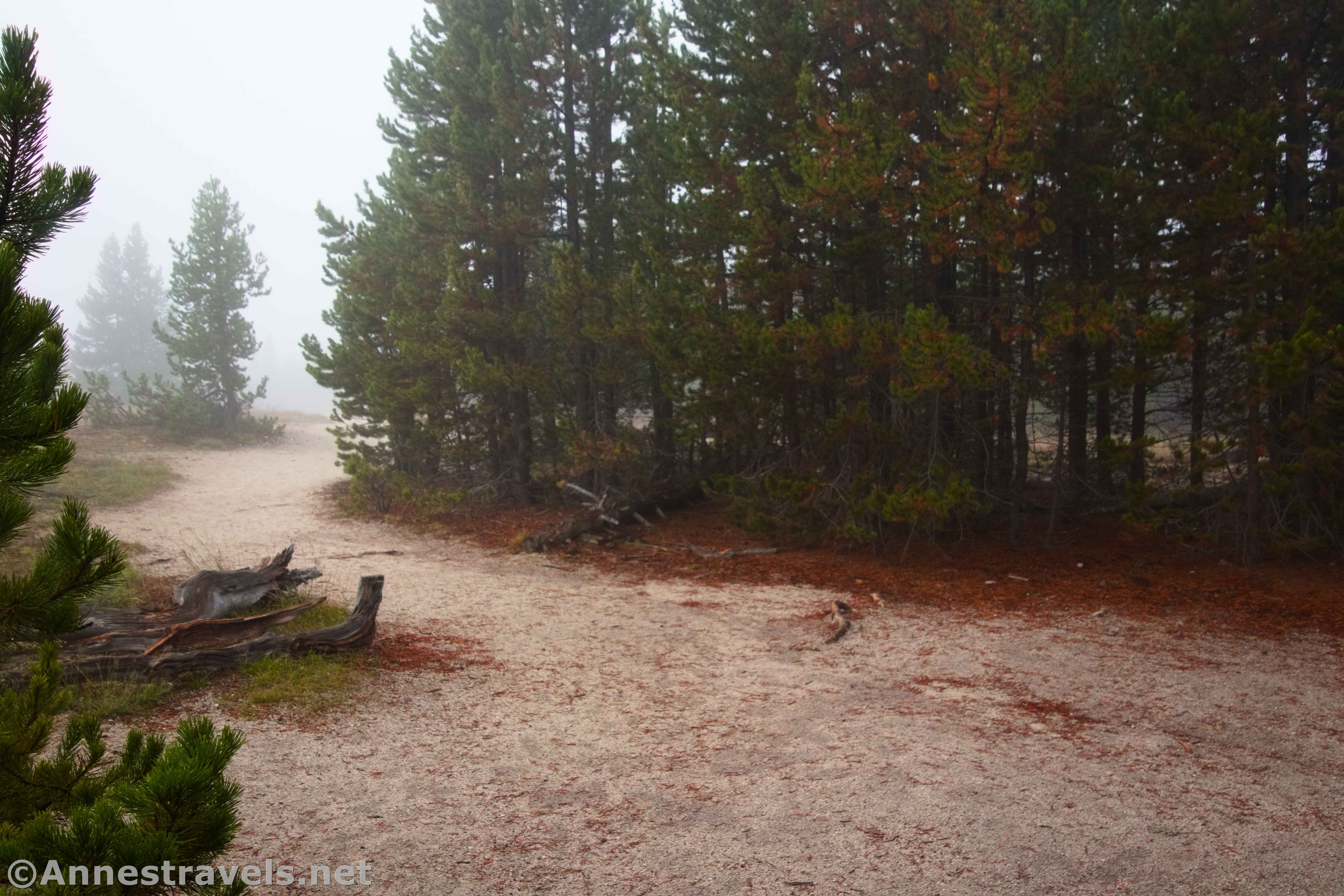 The trail leading away from the Mystic Falls Trail and Biscuit Basin, Yellowstone National Park, Wyoming