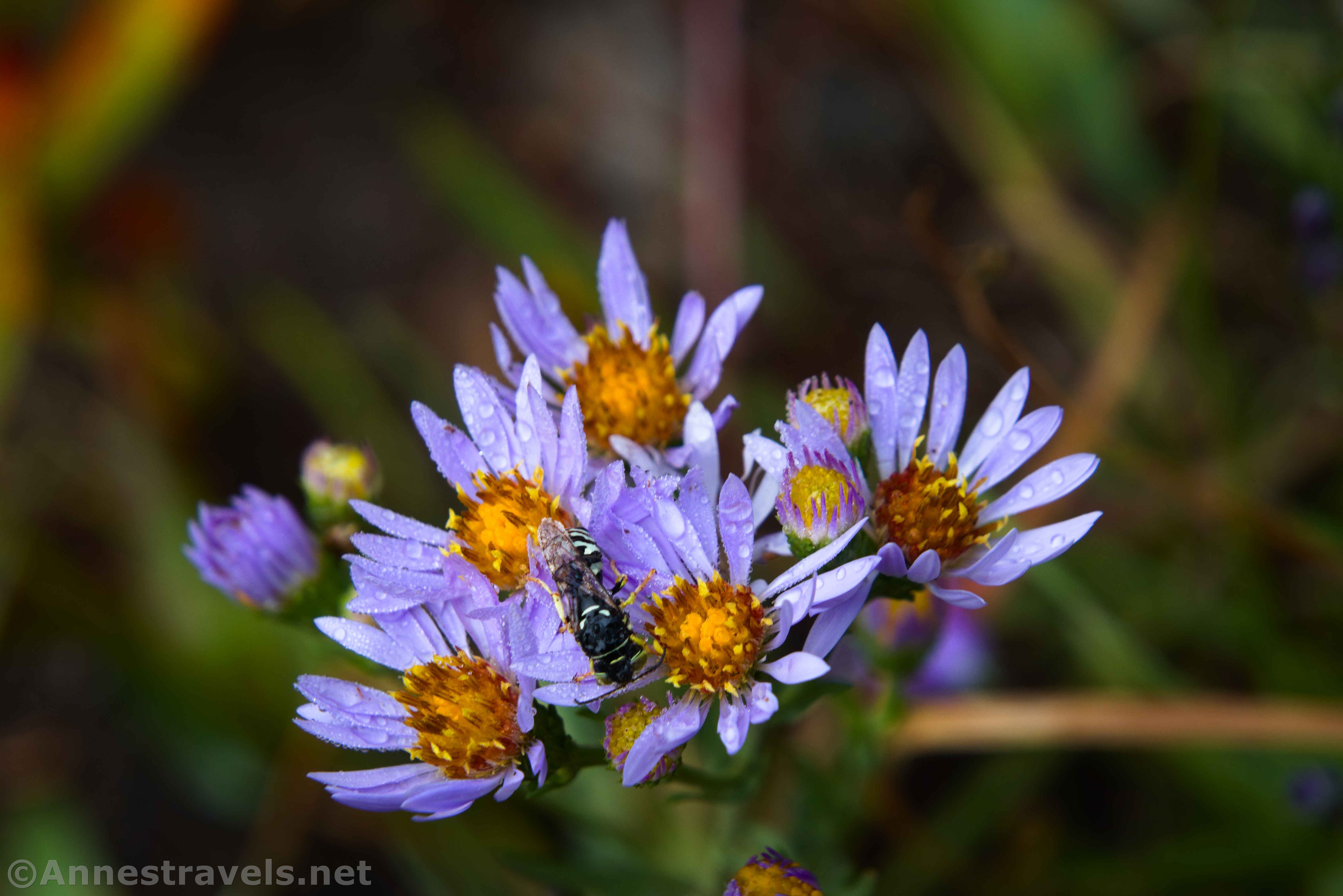 A bee on Alpine Leafybract Asters near Mystic Falls, Yellowstone National Park, Wyoming