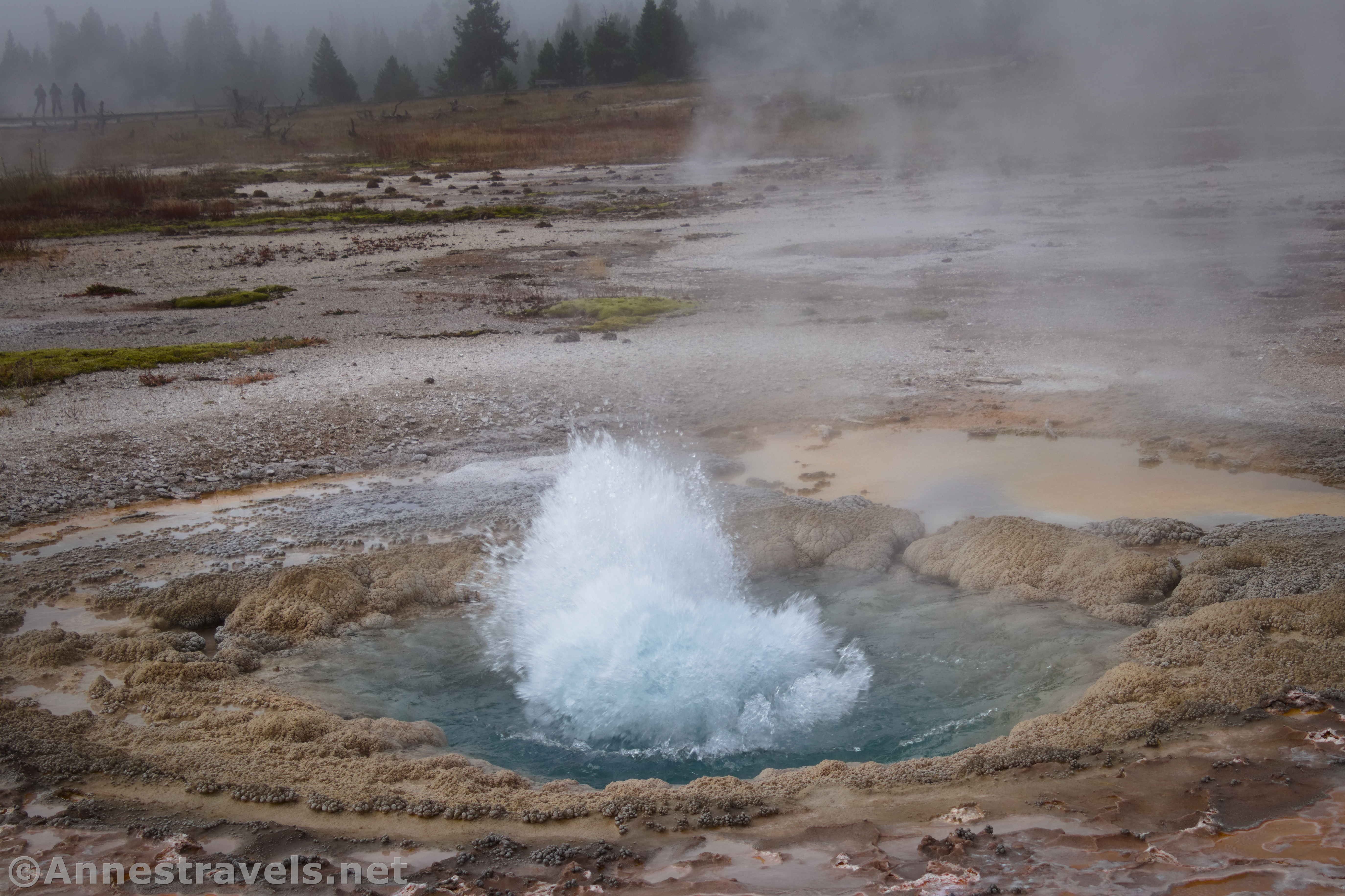 A small geyser (maybe Mustard Spring?) in Biscuit Geyser Basin, Yellowstone National Park, Wyoming