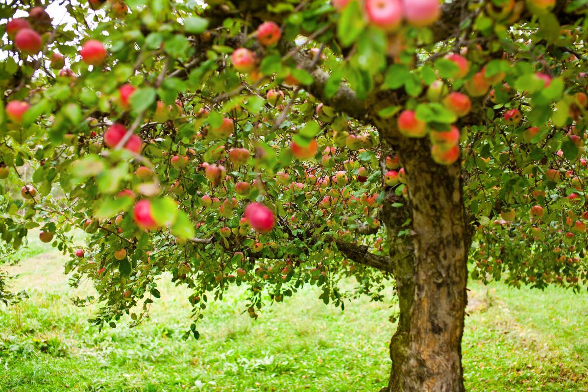 Apfelbaum richtig schneiden: Wann ist die beste Zeit? Tipps und Tricks