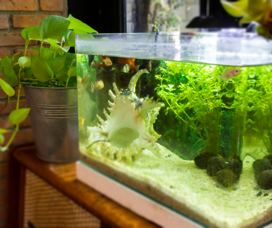 Umzug mit Aquarium: Tipps für den Transport