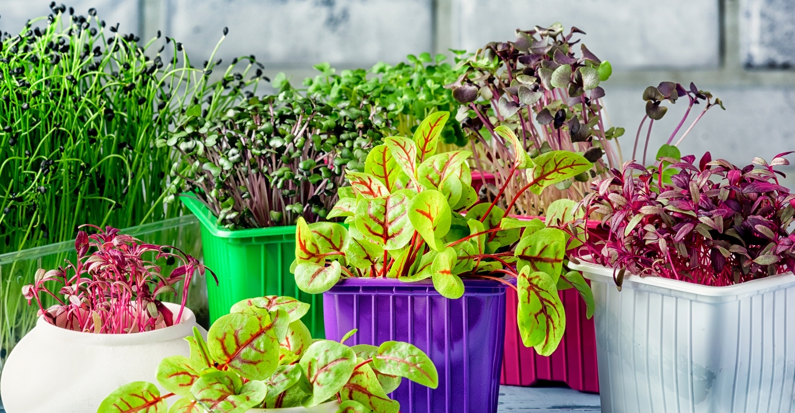 Gardening Club: Microgreens
