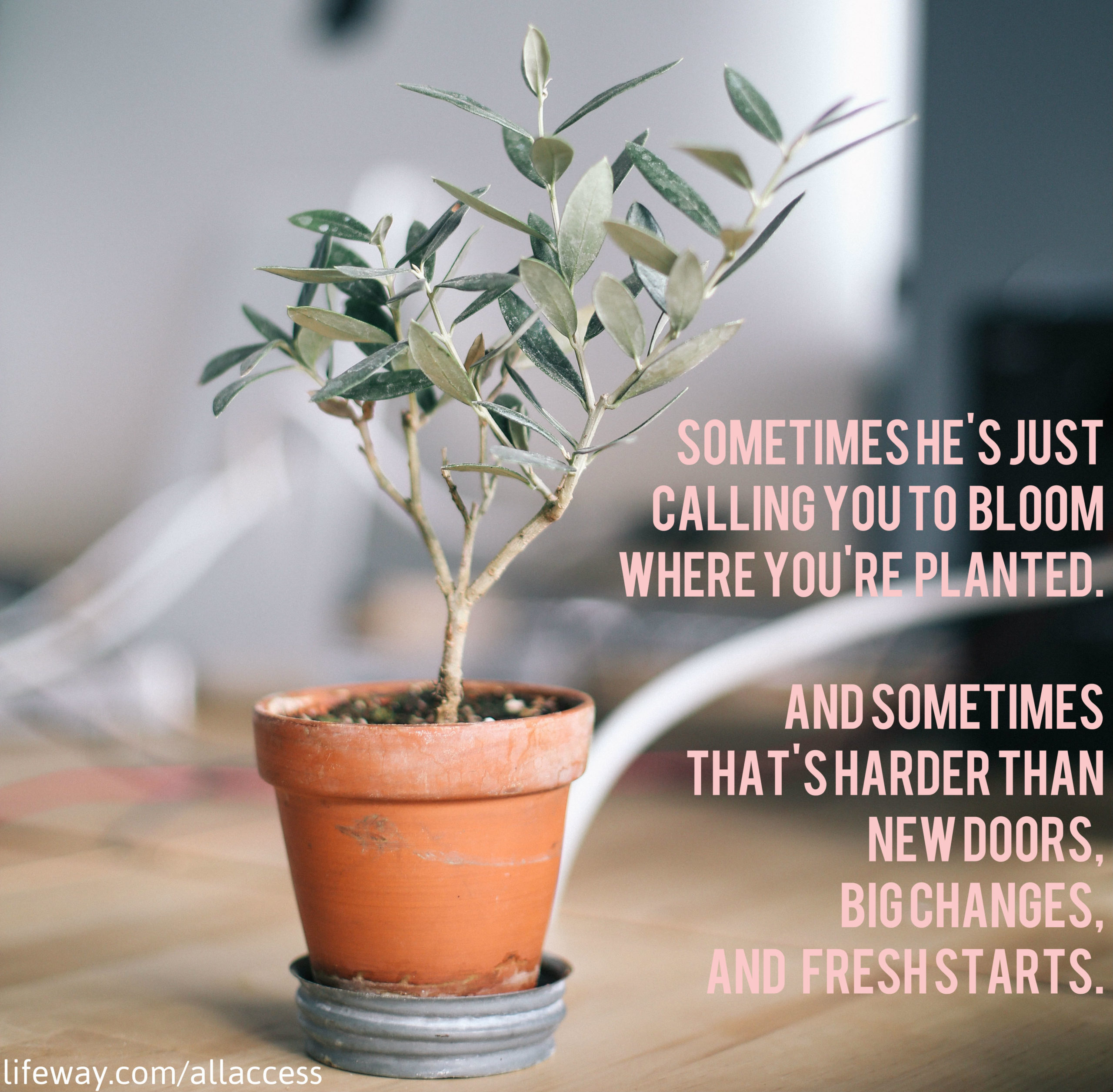 Bloom Where You Are Planted