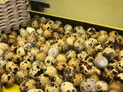 Рост производства: новые достижения и вызовы