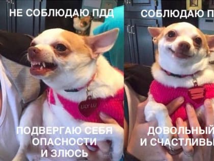 Вниманию пешеходов!