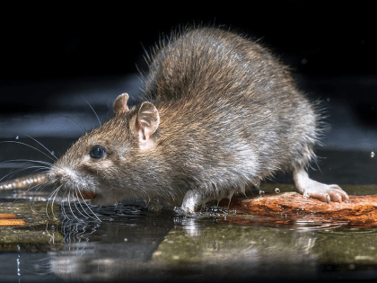 В микрорайоне Пронина крысы не дают жителям пользоваться интернетом