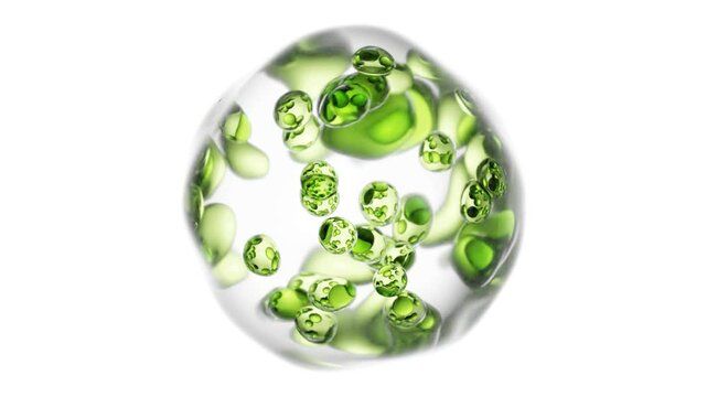 Grape Seed Extract