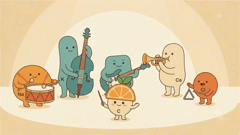 Creative illustration of sodium, potassium, magnesium and calcium depicted as musicians playing together in an orchestra to represent how electrolytes work in harmony