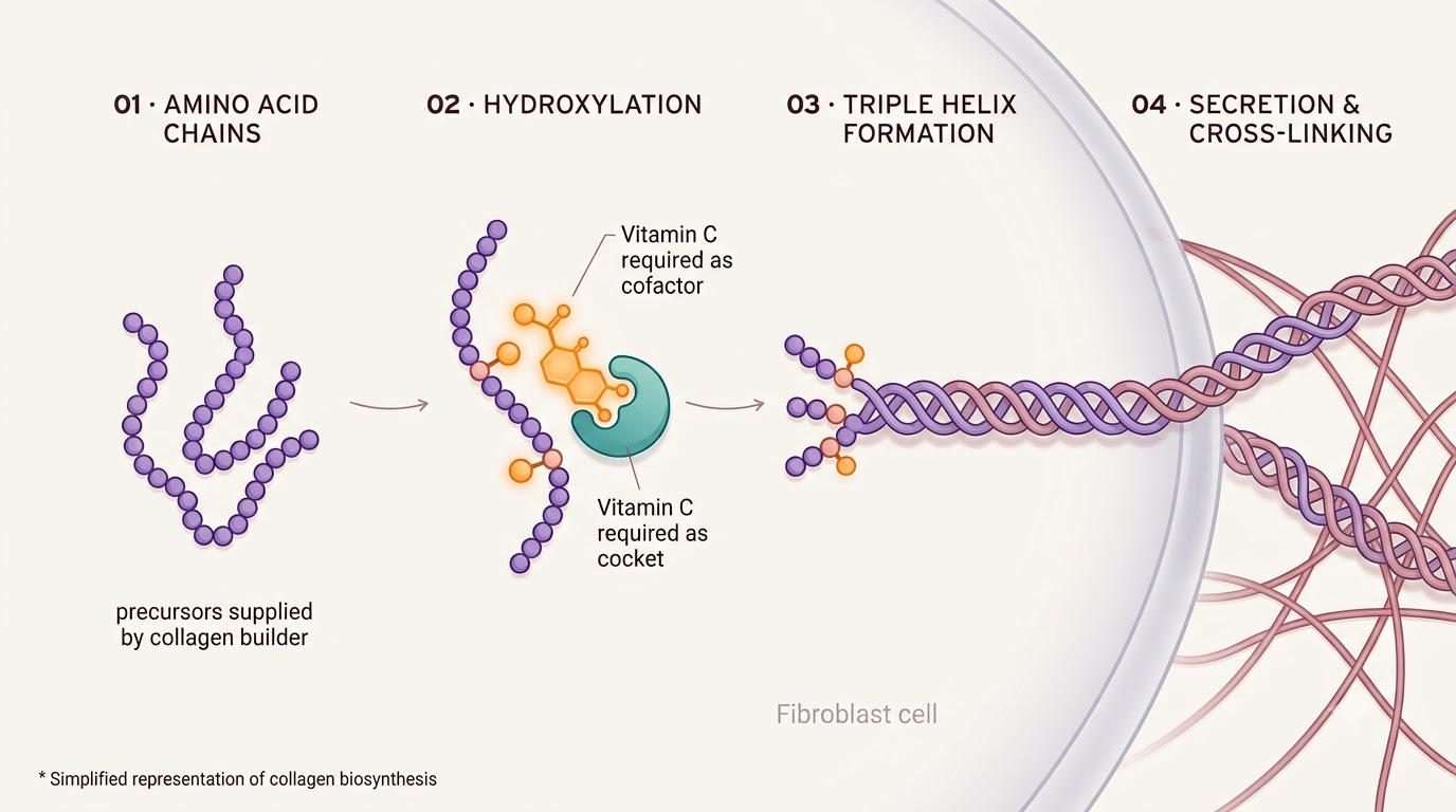 Step-by-step molecular pathway showing amino acids being assembled, hydroxylated with vitamin C, and coiled into a collagen triple helix inside a fibroblast
