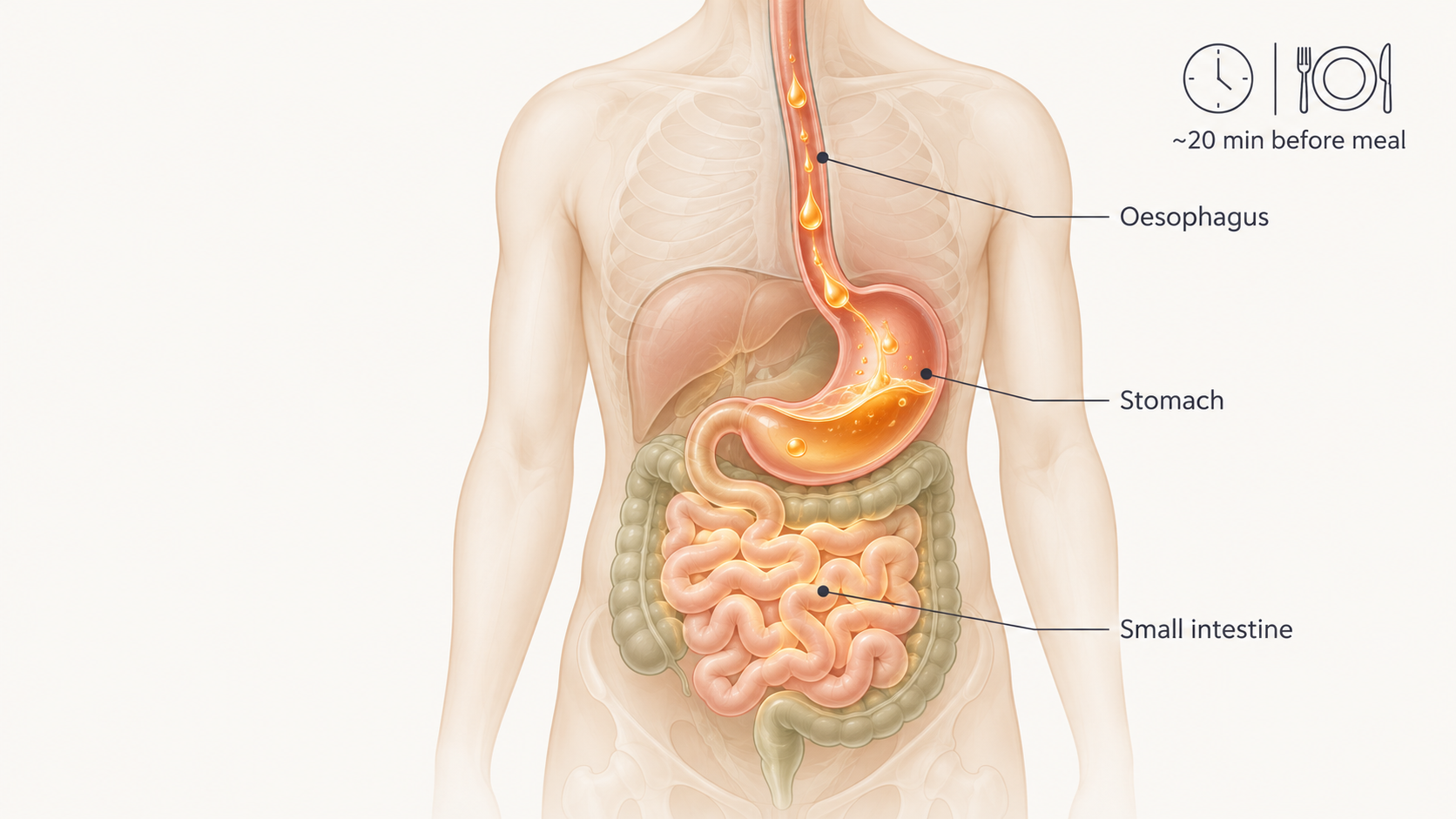 Digestive tract cutaway showing a diluted ACV drink before a meal