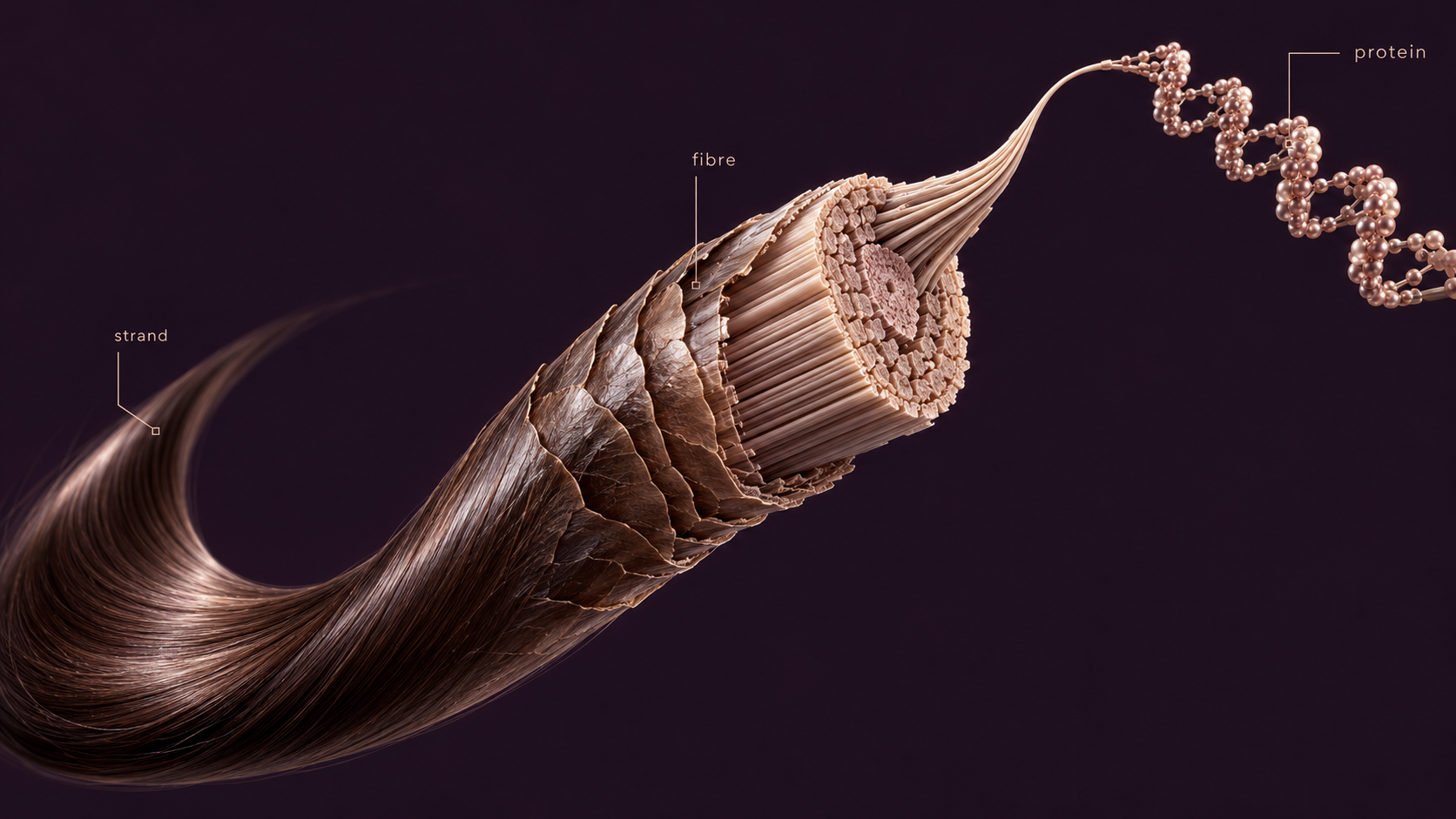 Hair shaft cross-section with cuticle, cortex and keratin helix at increasing magnification