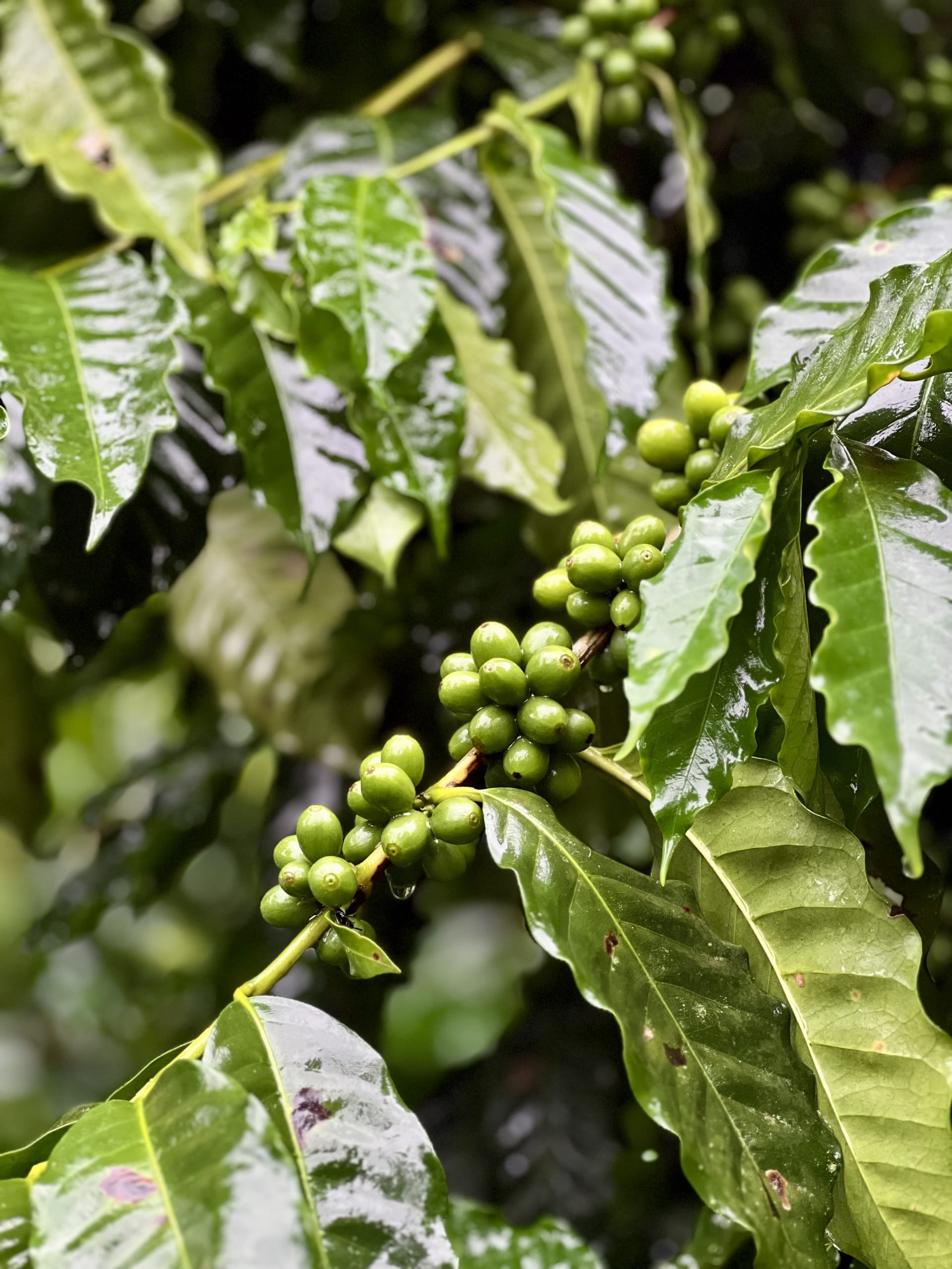 Ramo do cafezal com frutos ainda verdes, sob folhagem densa