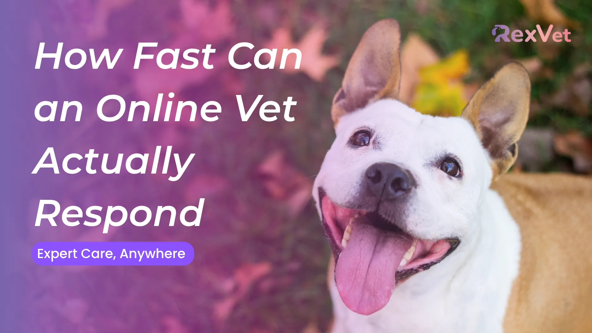 How Fast Can an Online Vet Respond? Real Wait Times Explained