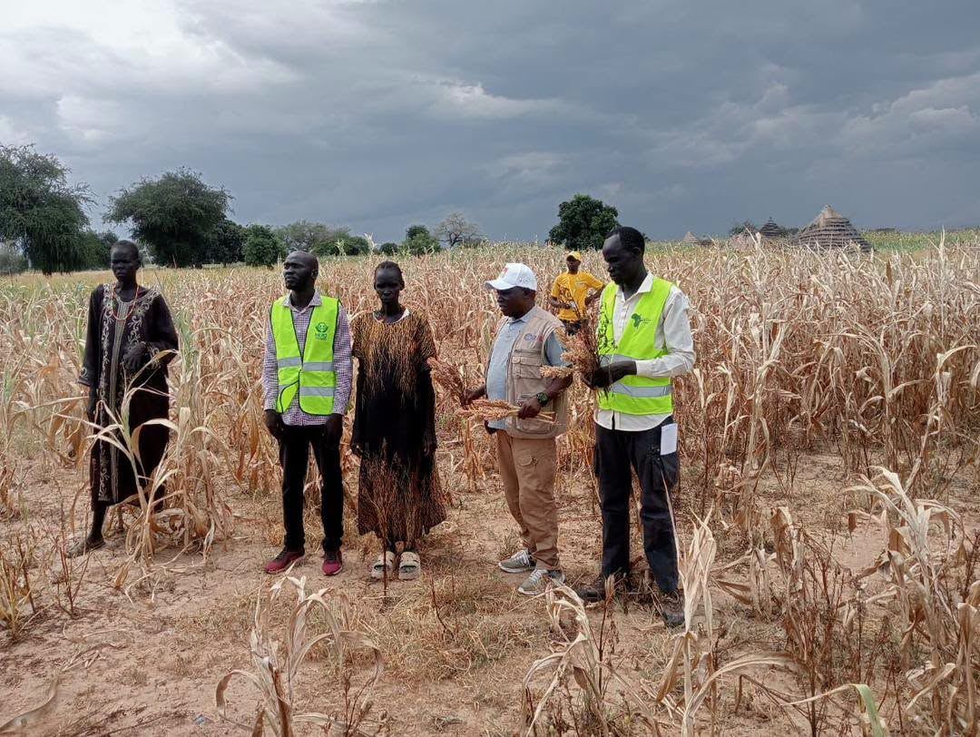 Aweil East Appeals for Urgent Help as Drought Destroys Crops