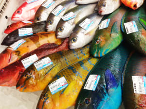 奄美クレーター湾船釣り魚図鑑