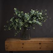 Glaucous Eucalyptus Foliage Spray