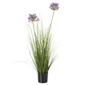 Tall Agapanthus Grass Arrangement