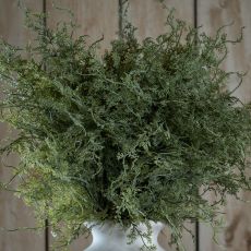 Wild Asparagus Fern Faux Botanical