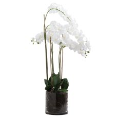 Cascading White Orchid in Glass Cylinder