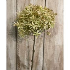 Ethereal Allium Stem in Sage