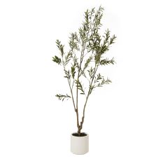 Apulia Potted Olive Tree, 210cm