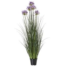 Tall Meadow Agapanthus Potted Arrangement