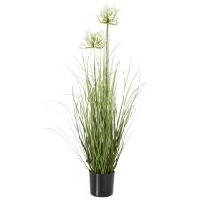 Coastal White Agapanthus Grass Arrangement
