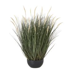 Wild Fountain Grass in Matte Black Pot