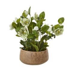 Speckled Hellebore in Rustic Ceramic Pot
