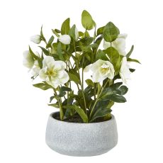 Nordic Hellebore in Textured Stone-Effect Pot