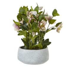 Blushing Hellebore in Textured Stone-Effect Pot