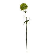 Olive Dianthus Fringed Stem