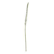Frosted Eremurus Botanical Stem