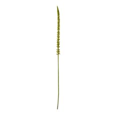Sculptural Eremurus Botanical Stem