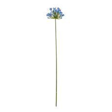 Azure Agapanthus Botanical Stem