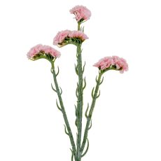 Blush Statice Floral Stem