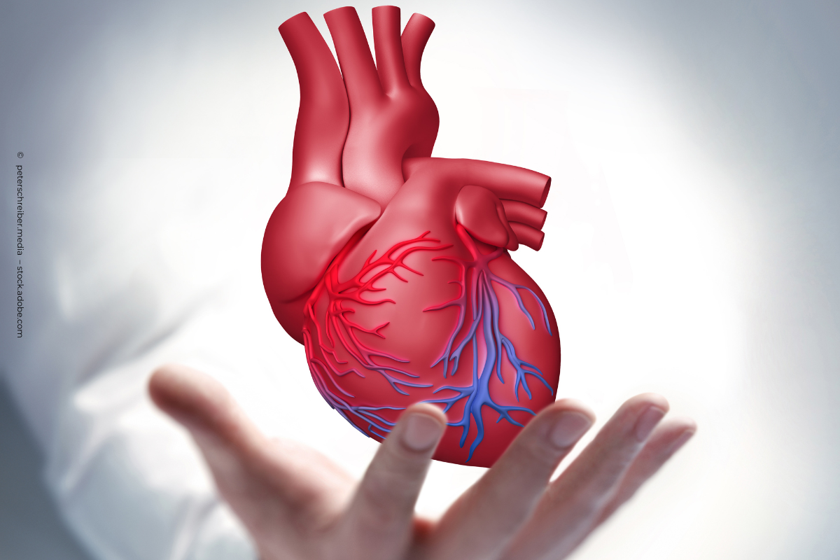 Nahaufnahme eines schwebenden, dreidimensionalen roten anatomischen Herzens, das über einer offenen Hand schwebt. Das Herz zeigt deutlich die Blutgefäße und Adern. Der Hintergrund ist unscharf und in hellen Grau- und Weißtönen gehalten.