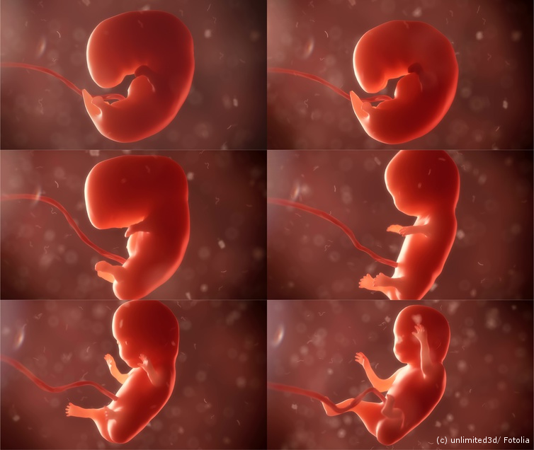 Episoden der Schwangerschaft, Entwicklung des Babys