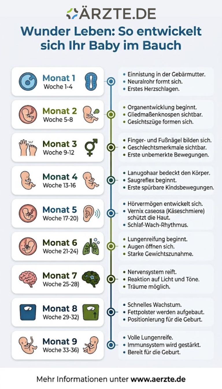 Grafik zu den Schwangerschaftsmonaten